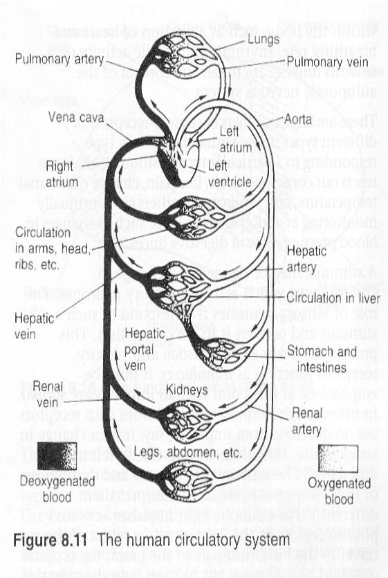 human circulatory system