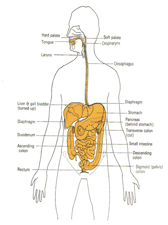 The diagram below shows the structure and functions of the human digestive syst...