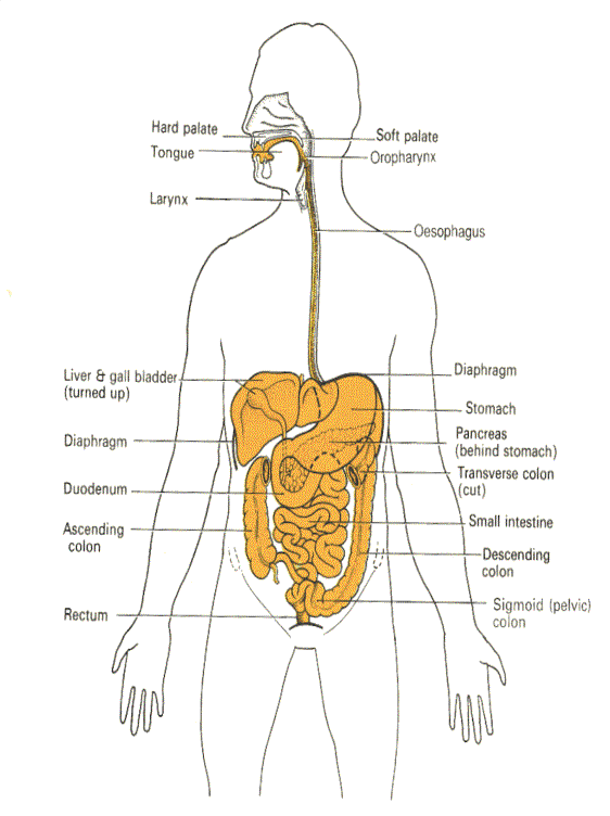 human digestive system diagram labeled. human digestive system diagram