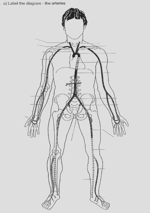 Grownkoski Blog: Arteries And Veins Diagram